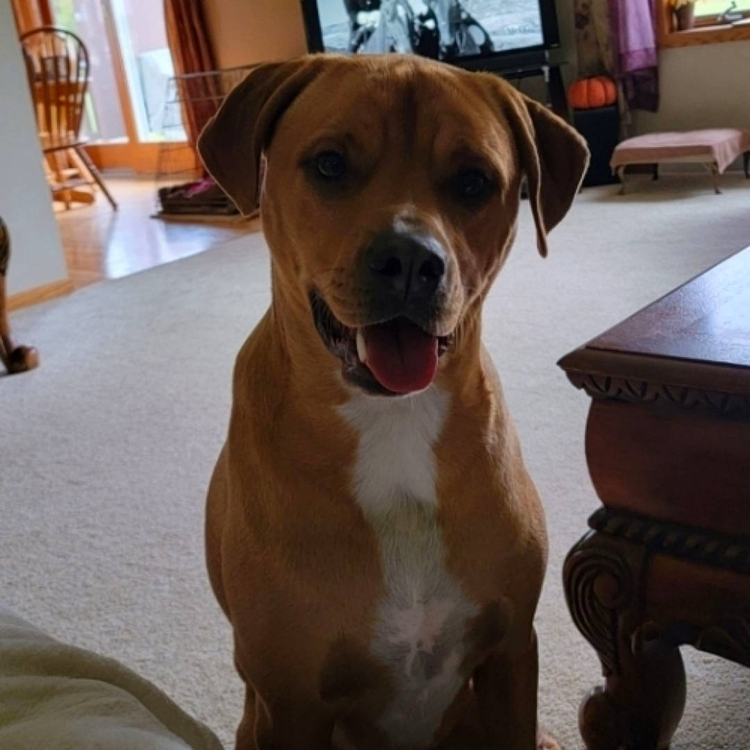 Frank is registered to the contest to win money with this photo: canidae, carnivore, chair, collar, companion_dog, dog, dog_breed, dog_collar, fawn, firefighter, flooring, fur, hardwood, liver, pet_supply, snout, sporting_group, whiskers, wood, working_animal