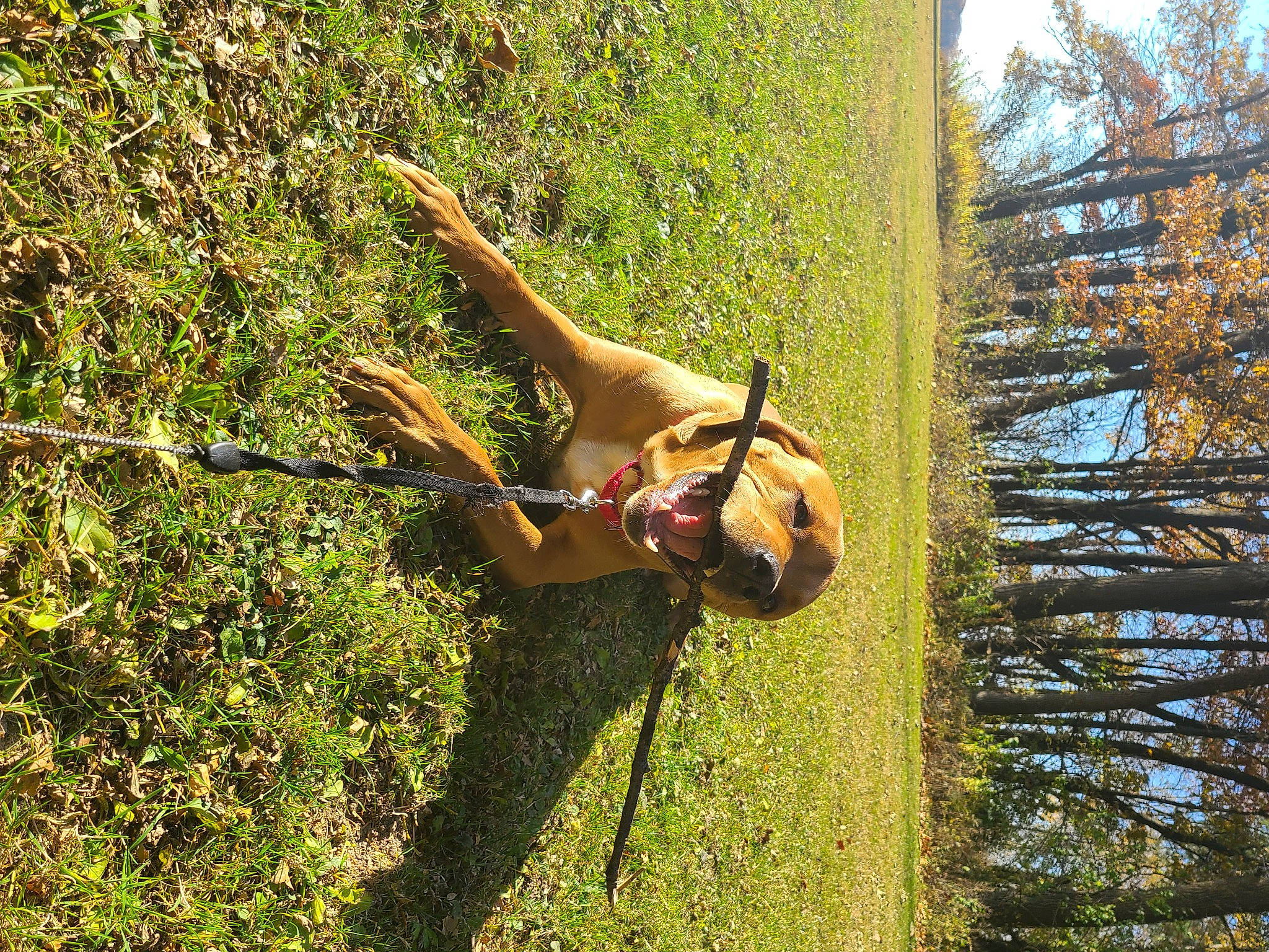 Frank is registered to the contest to win money with this photo: adventure, balance, elbow, forest, fun, grass, happy, jungle, leisure, people_in_nature, plant, recreation, sky, soil, tire, tree, trunk, twig, wheel, wood