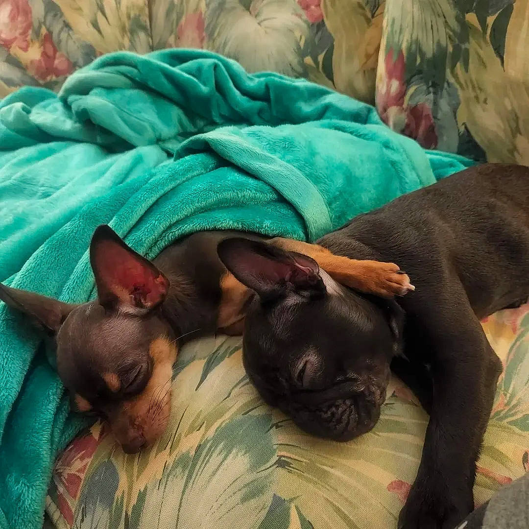 Bucks is registered to the contest to win money with this photo: bedding, canidae, carnivore, comfort, companion_dog, dog, dog_breed, ear, fawn, felidae, fur, green, linens, liver, nap, small_to_medium_sized_cats, sporting_group, toy_dog, whiskers, working_animal