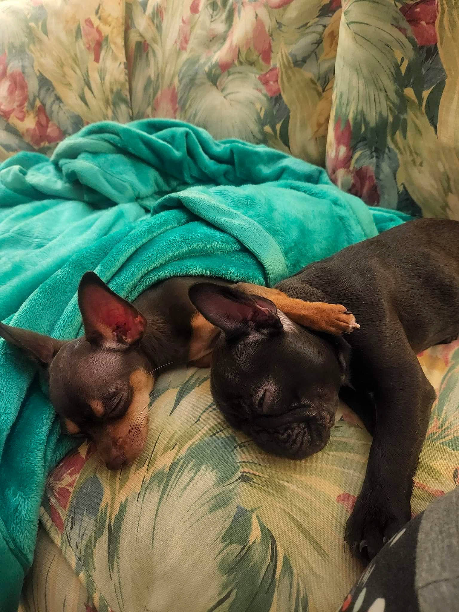 Dunkin joined the competition — help win amazing prizes! bed, bedding, canidae, carnivore, comfort, companion_dog, dog, dog_breed, fawn, felidae, fur, linens, mammal, room, small_to_medium_sized_cats, sporting_group, textile, vertebrate, whiskers, working_animal