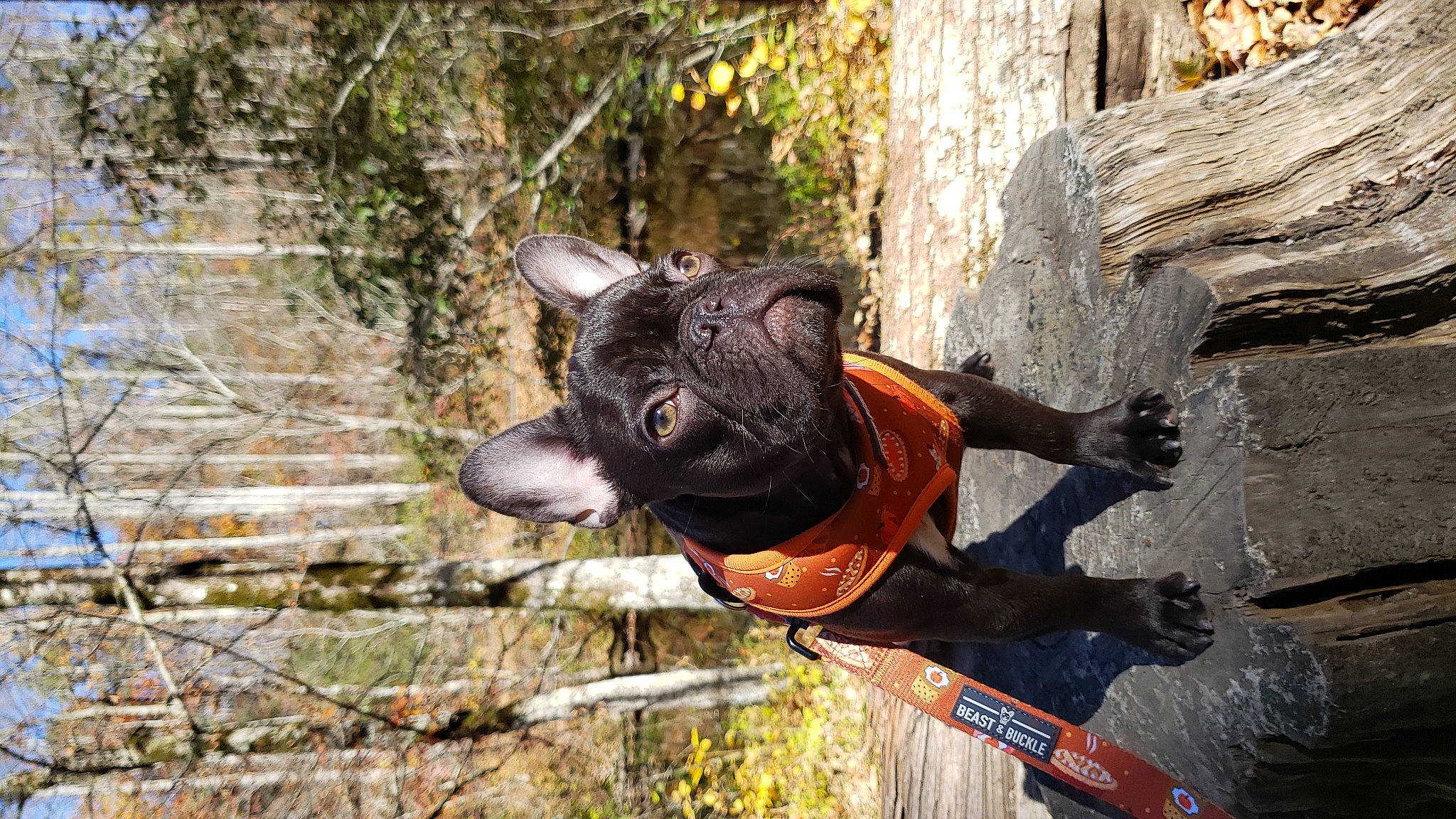 Dunkin joined the competition — help win amazing prizes! adventure, canidae, carnivore, collar, dog, dog_breed, dog_collar, dog_supply, fawn, guard_dog, plant, rope, snout, sporting_group, terrestrial_animal, tree, trunk, twig, wood, working_animal