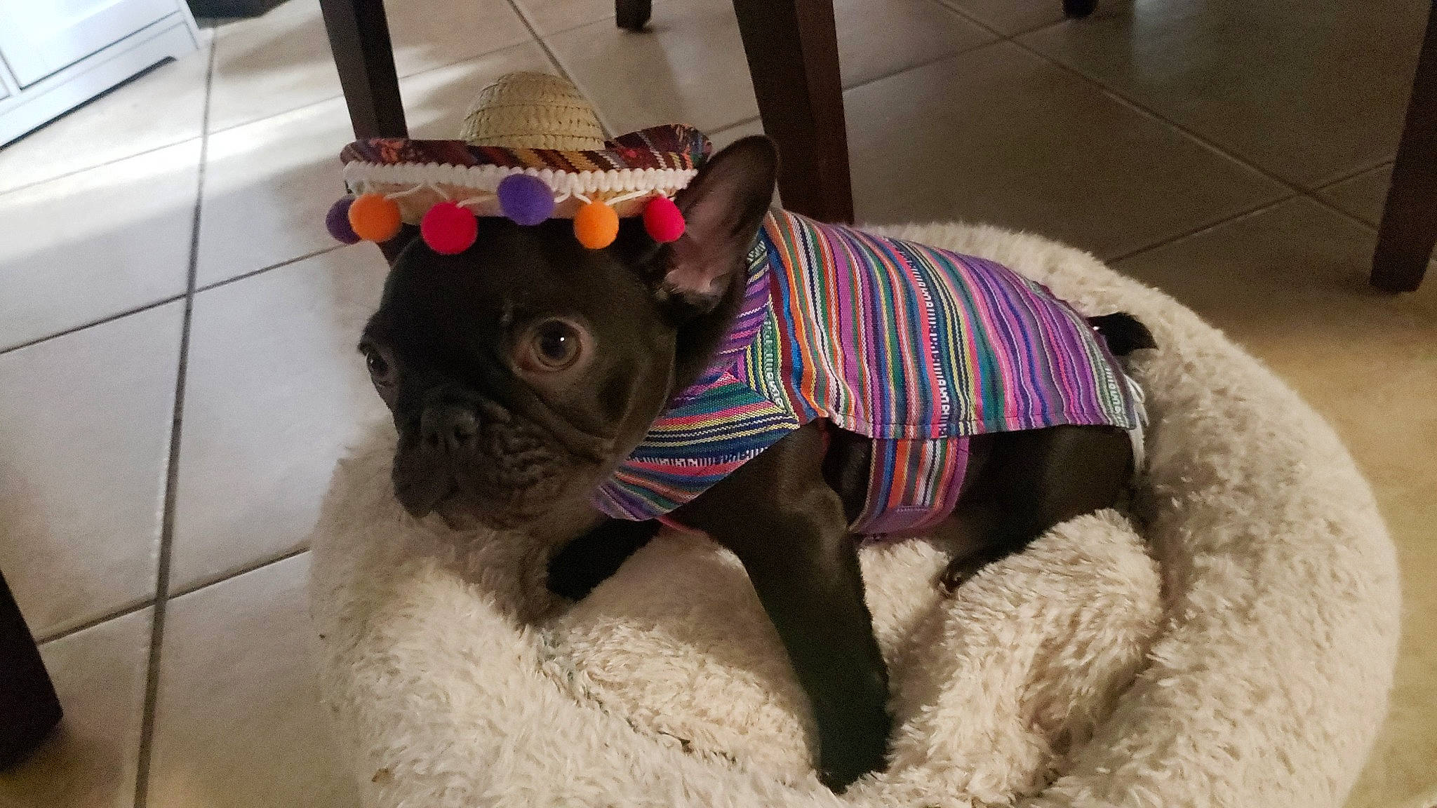 Dunkin is registered to the contest to win money with this photo: canidae, carnivore, collar, companion_dog, dog, dog_breed, dog_clothes, dog_collar, dog_supply, fawn, felidae, flooring, liver, pet_supply, snout, sporting_group, tail, toy_dog, water_dog, working_animal