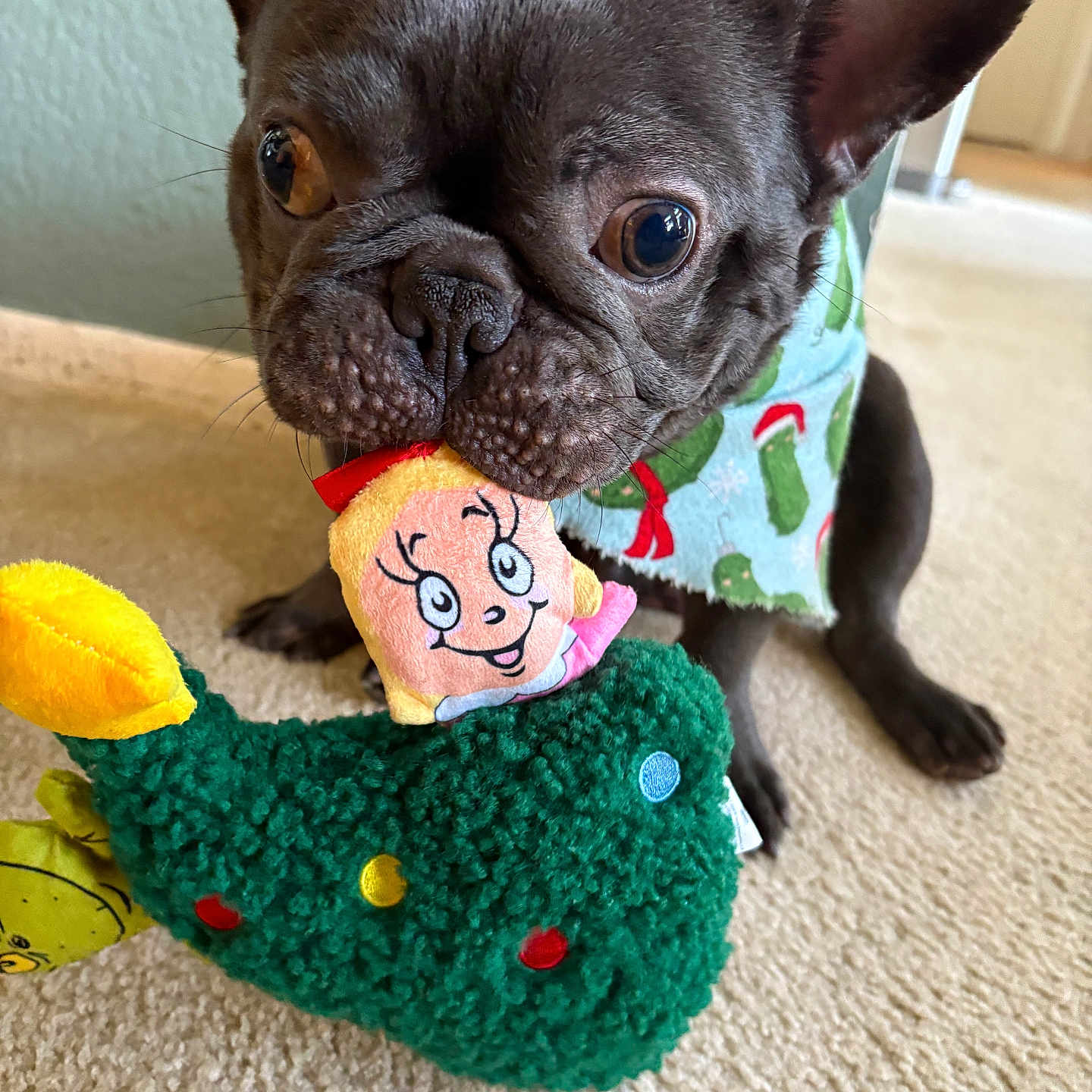 Loubie is registered to the contest to win money with this photo: animal, bandana, brown_dog, carpet, closeup, cute, decor, dog, ears, face, floor, french_bulldog, home, indoor, looking, pet, playful, plush_toy, sitting, toy