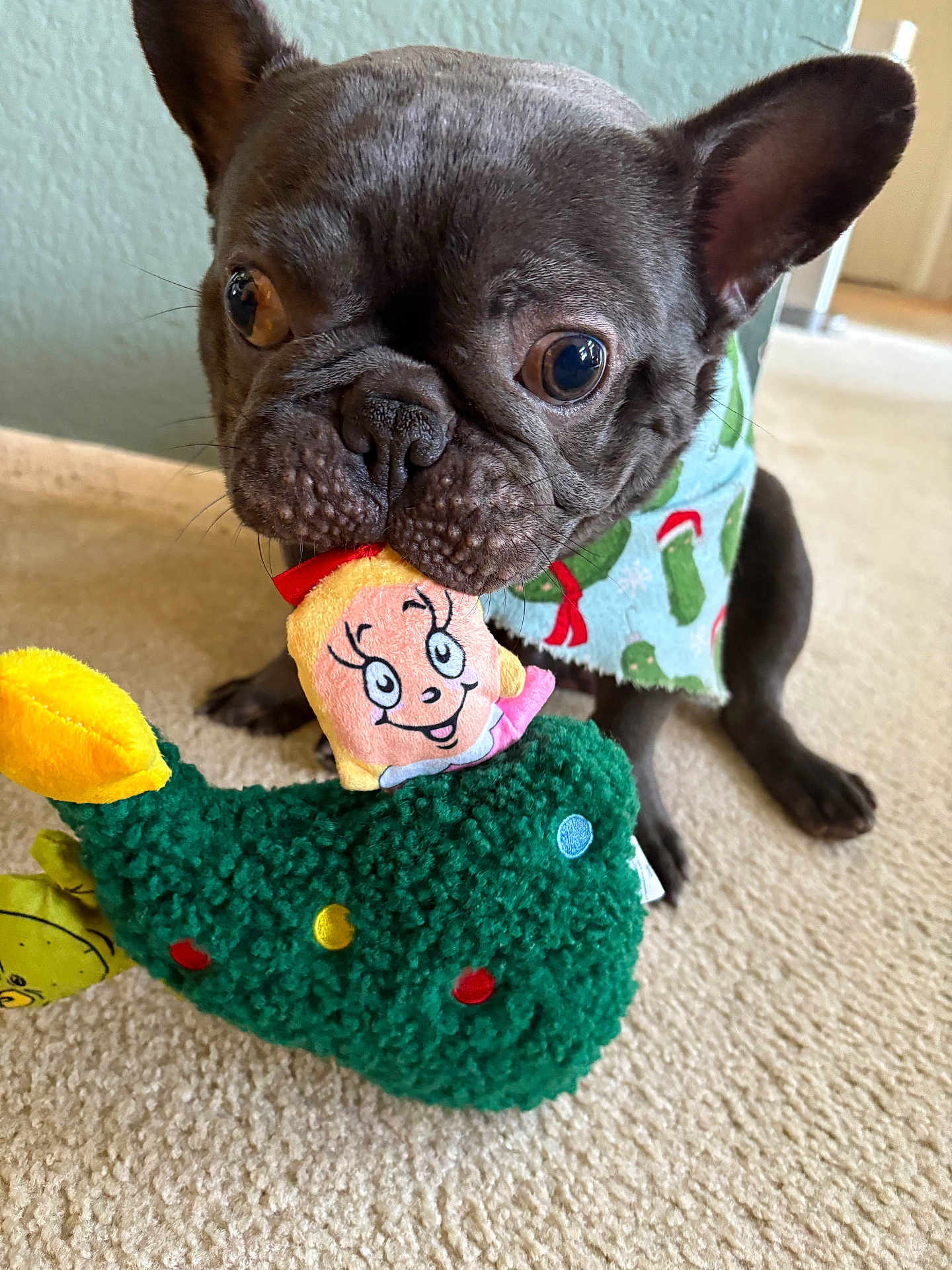 Loubie is registered to the contest to win money with this photo: french_bulldog, dog, pet, toy, plush_toy, carpet, indoor, bandana, cute, animal, closeup, brown_dog, playful, face, ears, floor, home, decor, looking, sitting