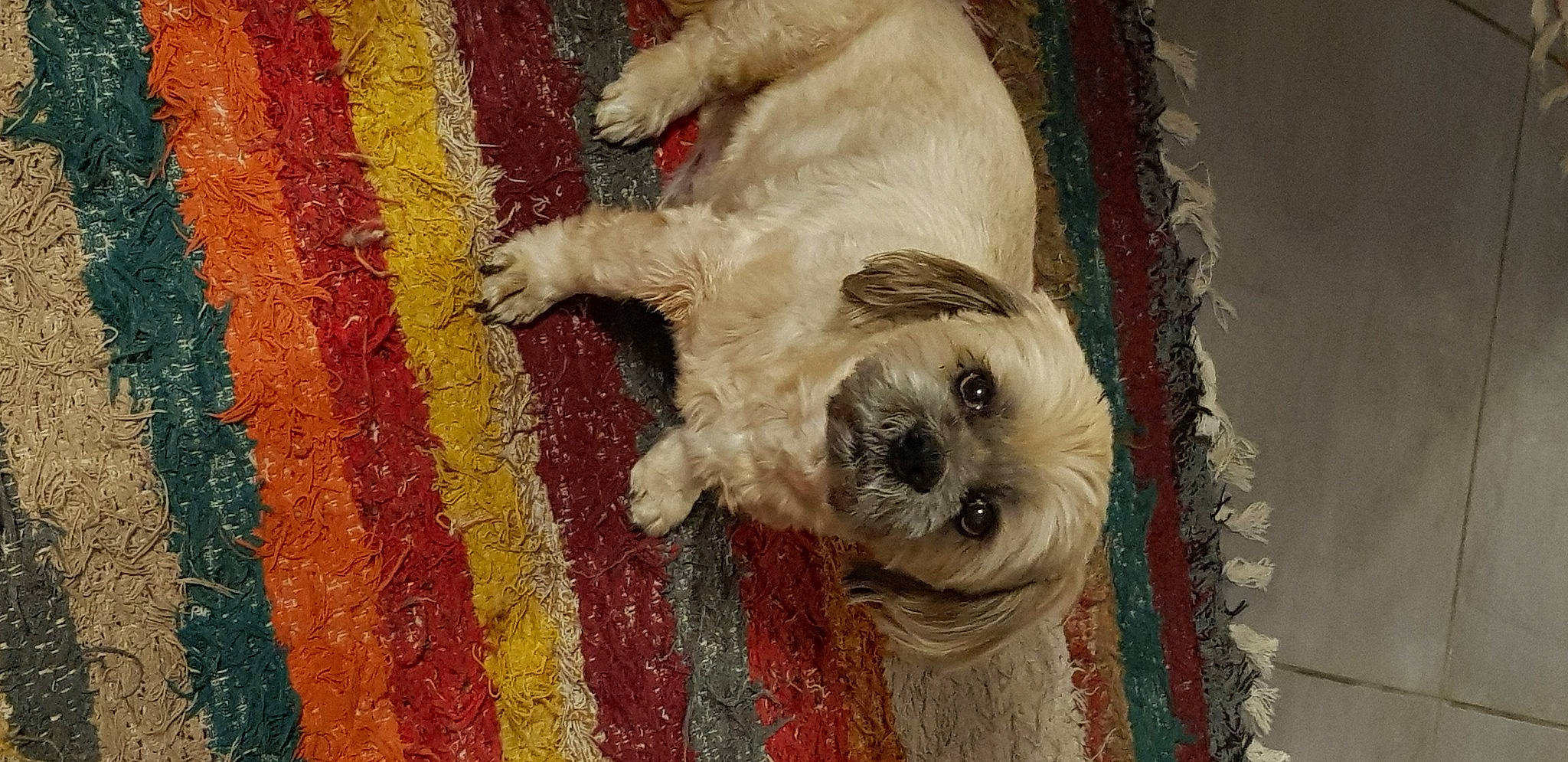 Speed participe au concours pour gagner de l'argent avec cette photo : art, canidae, carnivore, companion_dog, dog, dog_breed, dog_supply, fawn, flooring, fur, giant_dog_breed, schnauzer, small_terrier, snout, sporting_group, tail, terrier, toy_dog, wood, working_animal