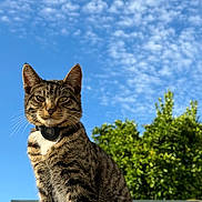Kiko joined the competition — help win amazing prizes! cat, tabby, animal, pet, outdoor, sky, clouds, tree, greenery, collar, feline, whiskers, ears, nature, sunlight, portrait, mammal, cute, looking, background