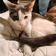 Pippi Longstocking is registered to the contest to win money with this photo: animal, bed, blanket, cat, close_up, cozy, cute, ears, feline, fur, gray_and_white, indoor, paws, pet, relaxed, resting, sleepy, soft, tail, whiskers