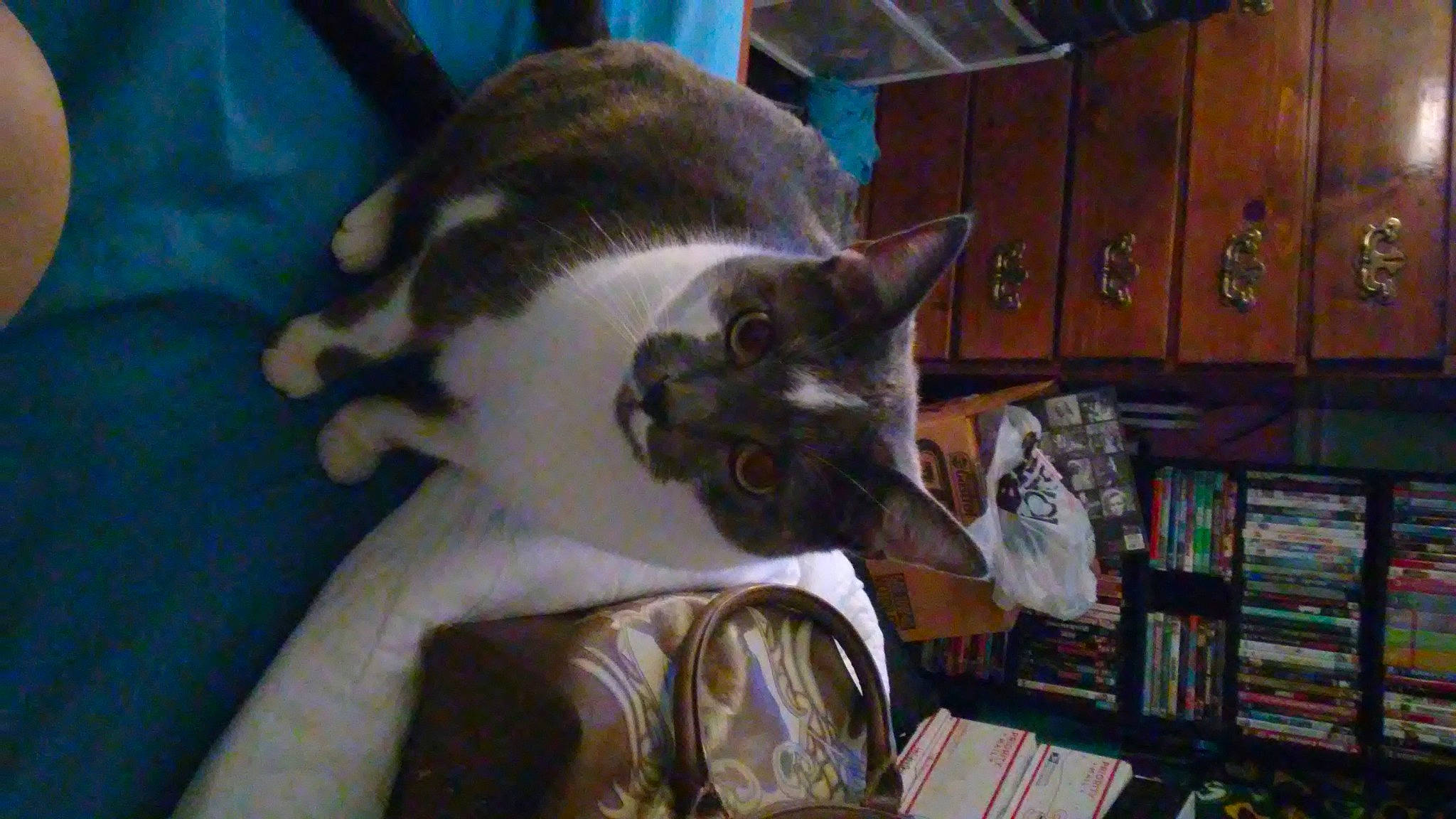 Austin is registered to the contest to win money with this photo: carnivore, cat, domestic_short_haired_cat, felidae, kitten, mammal, small_to_medium_sized_cats, whiskers