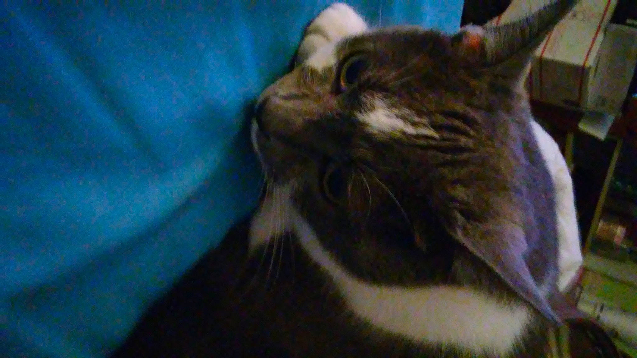 Austin joined the competition — help win amazing prizes! aegean_cat, asian, carnivore, cat, domestic_short_haired_cat, felidae, mammal, oriental_longhair, oriental_shorthair, small_to_medium_sized_cats, snout, whiskers