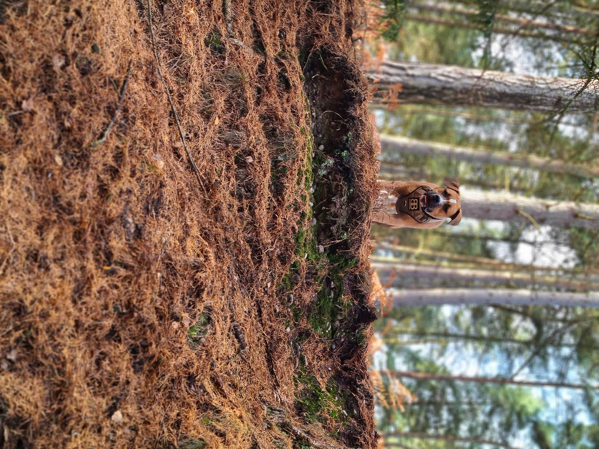 Koba is registered to the contest to win money with this photo: bee, branch, honeybee, membrane_winged_insect, organism, plant, tree, trunk, wood