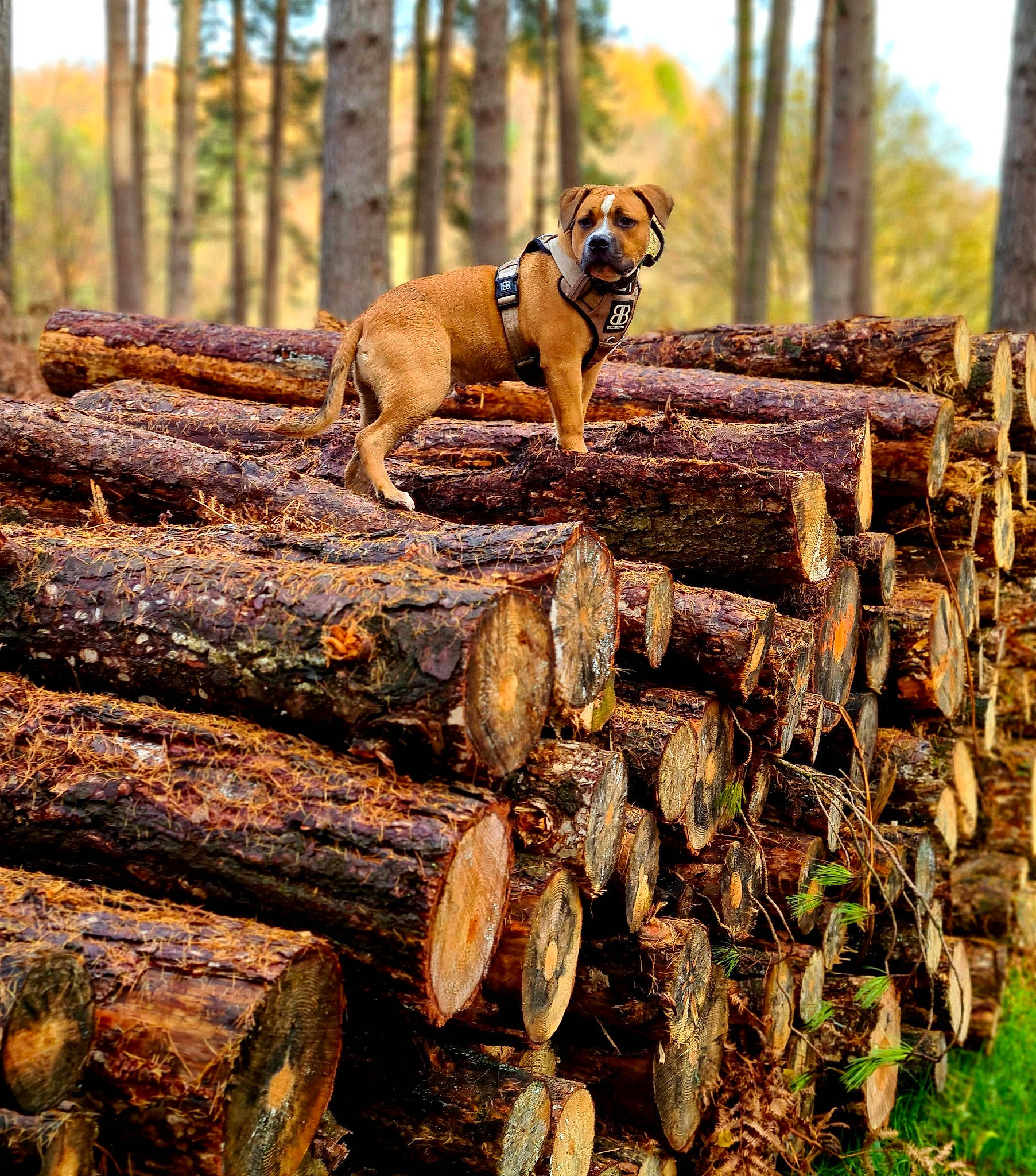 Koba is registered to the contest to win money with this photo: canidae, carnivore, dog, dog_breed, fawn, forest, hunting_dog, logging, mountain_cur, sporting_group, tosa, tree, tree_stump, trunk, wood, woodland