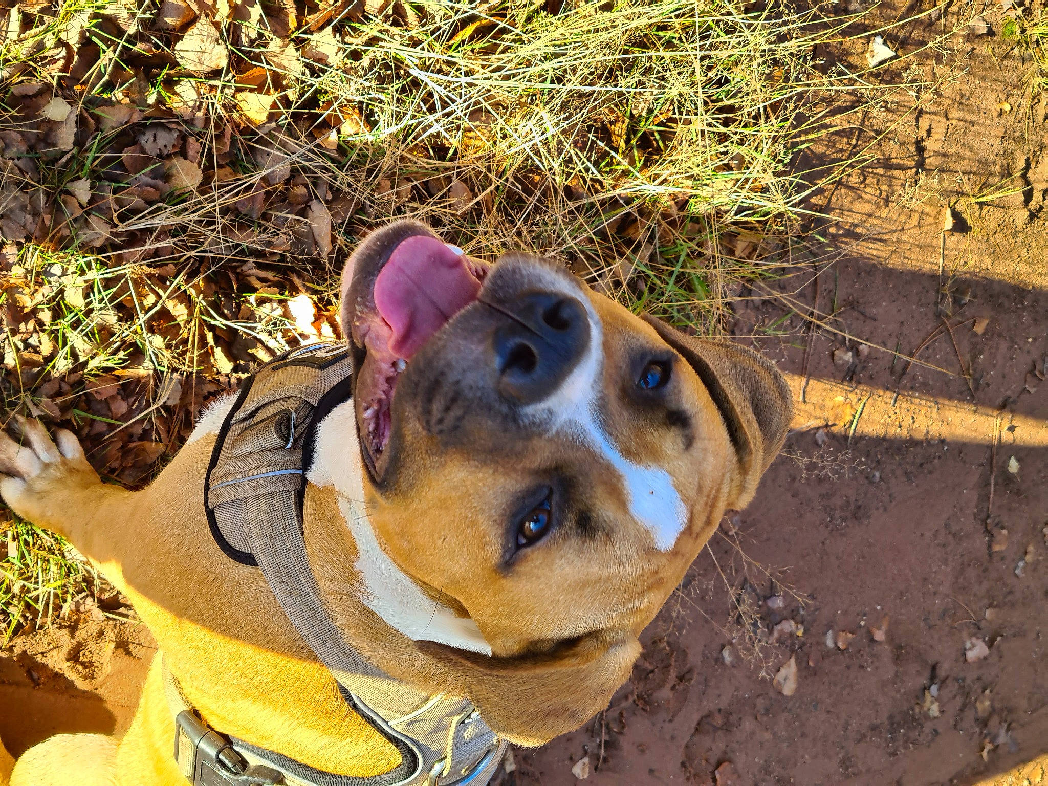 Koba is registered to the contest to win money with this photo: adventure, american_pit_bull_terrier, american_staffordshire_terrier, boston_terrier, canidae, carnivore, dog, dog_breed, fawn, grass, mountain_cur, non_sporting_group, nose, olde_english_bulldogge, snout, valley_bulldog