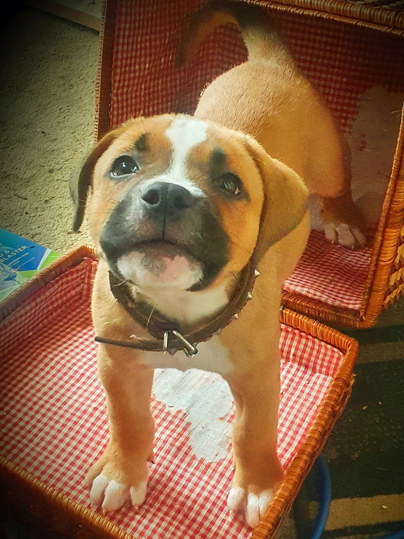 Koba is registered to the contest to win money with this photo: american_bulldog, ancient_dog_breeds, australian_bulldog, boxer, bulldog, canidae, carnivore, companion_dog, dog, dog_breed, fawn, mammal, non_sporting_group, olde_english_bulldogge, puppy_love, rare_breed_dog, snout, sporting_group, valley_bulldog, vertebrate