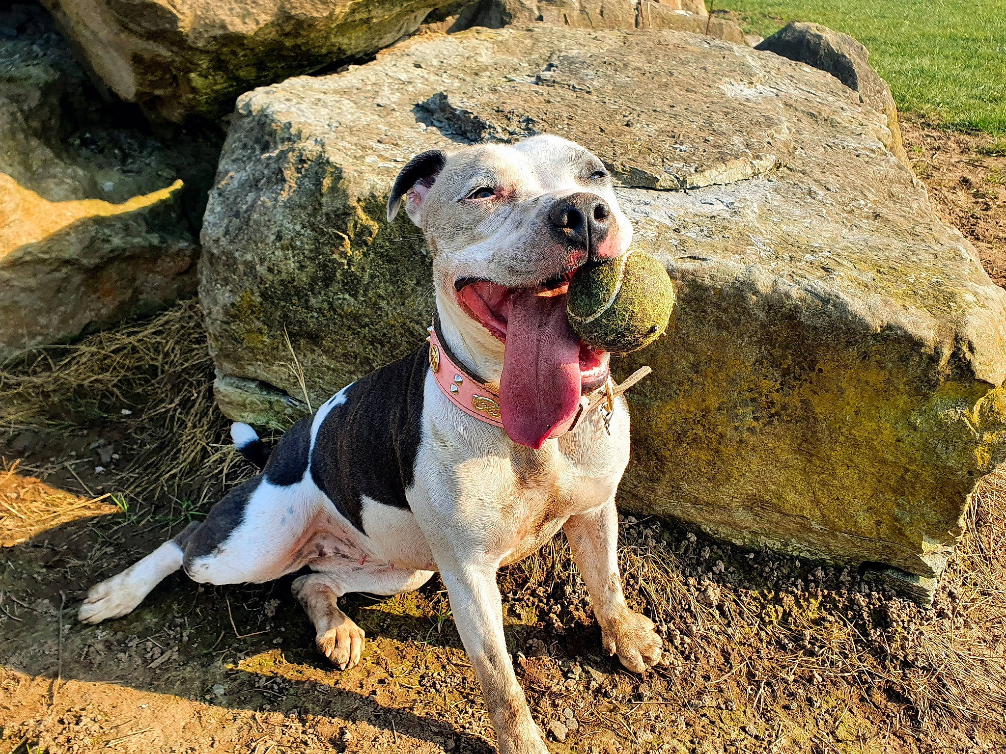 Cass is registered to the contest to win money with this photo: adventure, american_bulldog, american_pit_bull_terrier, american_staffordshire_terrier, canidae, carnivore, catahoula_bulldog, dog, dog_breed, fawn, mammal, non_sporting_group, pit_bull, rare_breed_dog, snout, sporting_group, staffordshire_bull_terrier, vertebrate