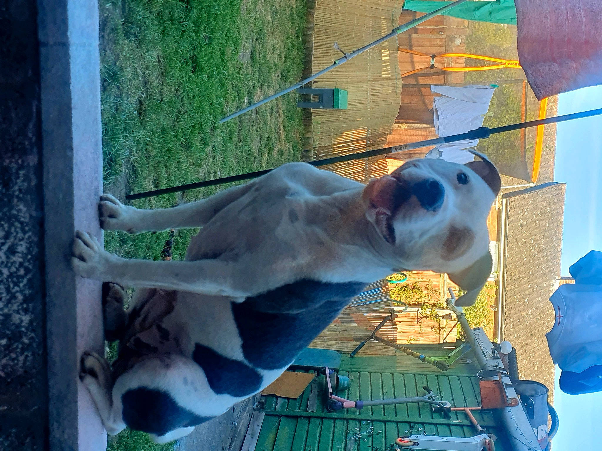 Cass is registered to the contest to win money with this photo: art, fawn