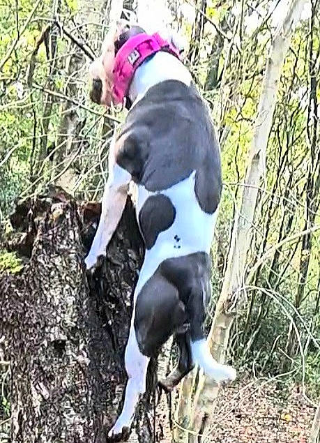 Cass joined the competition — help win amazing prizes! american_staffordshire_terrier, canidae, carnivore, dog, dog_breed, eurohound, feist, german_shorthaired_pointer, hunting_dog, mountain_cur, non_sporting_group, pointer, pointing_breed, sporting_group, treeing_feist, treeing_walker_coonhound
