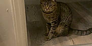 Rigby joined the competition — help win amazing prizes! animal, cat, cautious, curious, domestic_cat, doorway, feline, floor, home, indoor, low_light, mammal, pet, quiet, resting, shadow, sitting, striped_fur, tabby_cat, wooden_floor