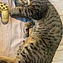 cat, tabby, sleeping, bed, blanket, striped, pet, animal, feline, relaxed, cozy, indoor, cute, paw, tail, resting, soft, domestic, controller, gaming
