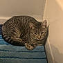 Rigby joined the competition — help win amazing prizes! cat, tabby_cat, striped, pet, indoor, blue_rug, corner, floor, wall, animal, feline, resting, looking, curious, domestic_cat, cozy, quiet, home, mammal, cute