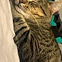 cat, tabby, sleeping, fur, whiskers, ears, closed_eyes, domestic_animal, pet, indoor, resting, cozy, striped, animal, cute, feline, relaxing, bed, blanket, home
