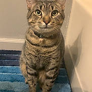 Rigby joined the competition — help win amazing prizes! cat, tabby, pet, indoor, bathroom, striped_rug, curious, feline, sitting, green_eyes, whiskers, fur, collar, animal, cute, domestic_cat, floor, corner, wall, paw