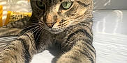 Rigby joined the competition — help win amazing prizes! cat, tabby, close_up, stretching, paws, green_eyes, sunlight, shadows, striped_fur, indoor, white_surface, curious, pet, animal, whiskers, ears, feline, focused, portrait, domestic_cat