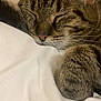 cat, tabby, sleeping, closeup, paw, whiskers, fur, pet, domestic_animal, resting, indoor, cozy, relaxation, white_blanket, soft_texture, muzzle, ears, peaceful, cute, animal