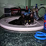 cat, sink, bathroom, toiletries, scissors, countertop, black_and_white, pet, domestic_animal, mirror, faucet, toothbrush, toothpaste, container, personal_care, indoor, curious, animal, relaxing, household