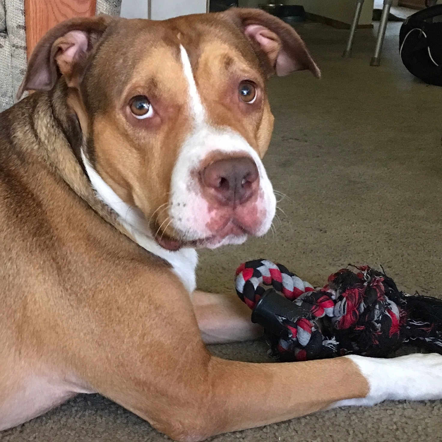 Prince is registered to the contest to win money with this photo: animal, brown_dog, canine, carpet, close_up, couch, dog, ears, expression, face, floor, furniture, household, indoor, looking_back, pet, playful, rope_toy, toy, white_paws