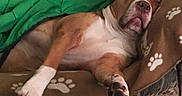 Prince is registered to the contest to win money with this photo: animal, blanket, brown, canine, comfort, couch, cozy, dog, fur, indoor, nap, paw, paw_pad, paw_print, pet, relaxed, resting, sleeping, snout, white