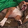 animal, blanket, brown, canine, comfort, couch, cozy, dog, fur, indoor, nap, paw, paw_pad, paw_print, pet, relaxed, resting, sleeping, snout, white