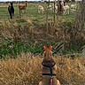 Prince is registered to the contest to win money with this photo: alpaca, animal, back_view, brown_dog, curious, daytime, dog, farm, fence, field, grass, grazing, harness, herd, leash, nature, outdoor, rural, sky, trees