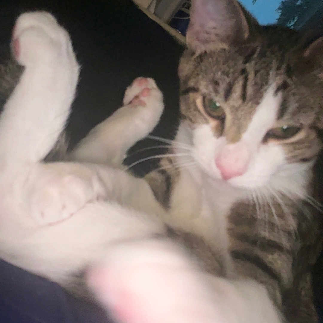 Junior is registered to the contest to win money with this photo: animal, cat, close_up, cozy, cute, domestic, evening, feline, indoor, mammal, paw, pet, portrait, relaxed, sleepy, soft_light, tabby, whiskers, white_paws, window