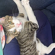 Junior is registered to the contest to win money with this photo: animal, cat, closeup, couch, curious, cute, domestic, eyes, fur, indoor, lap, mammal, paws, person, pet, playful, relaxing, stretching, tabby, whiskers