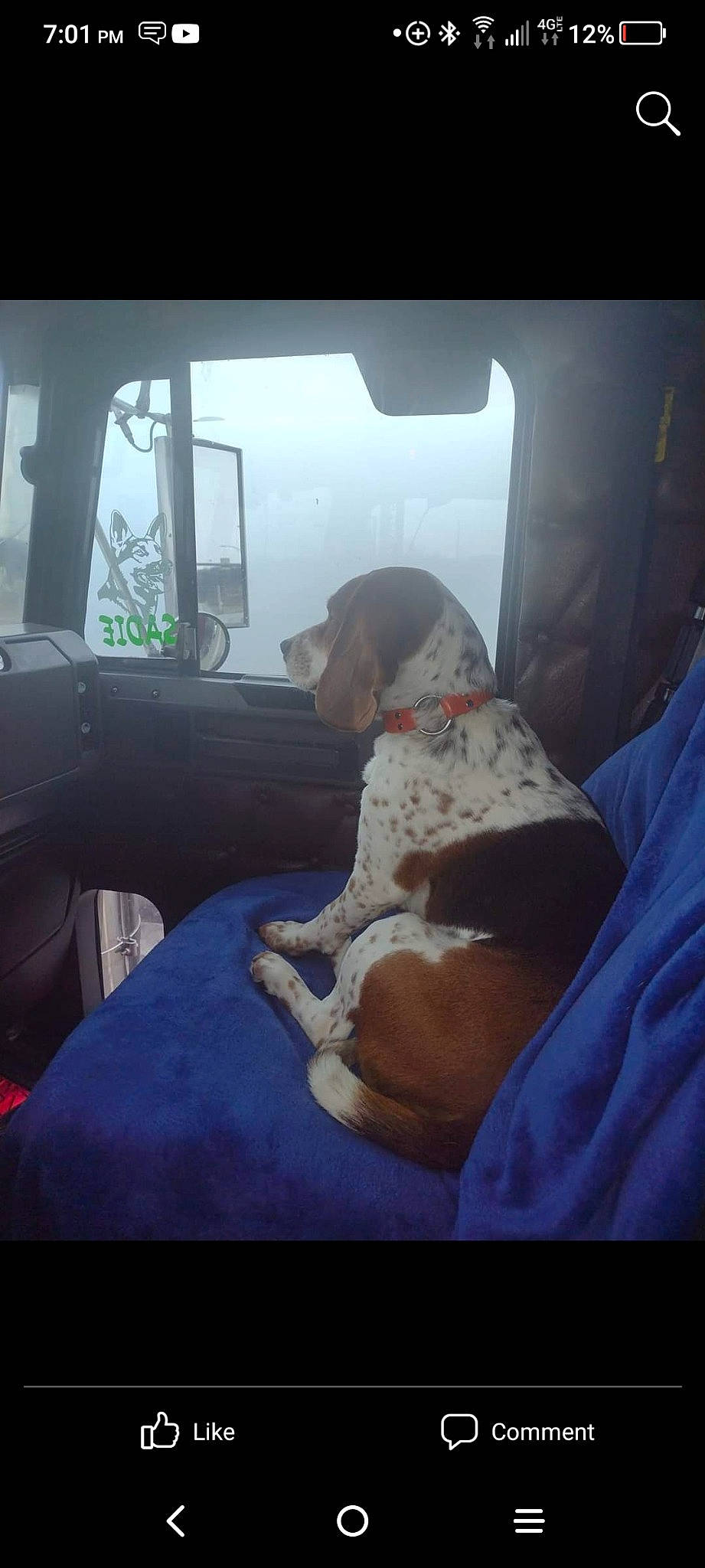 Bear-bear joined the competition — help win amazing prizes! auto_part, automotive_exterior, automotive_window_part, canidae, car_seat, car_seat_cover, carnivore, comfort, companion_dog, couch, dog, dog_breed, family_car, head_restraint, sporting_group, tints_and_shades, vehicle, vehicle_door, window, windshield