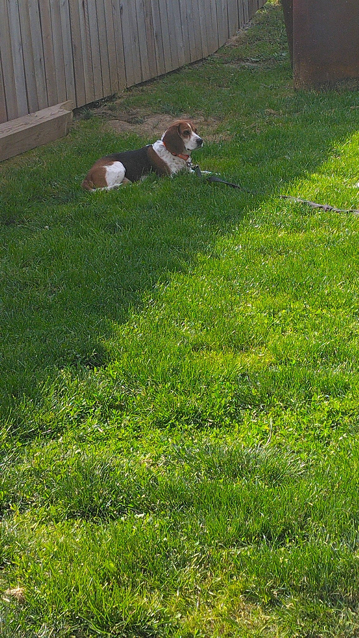 Bear-bear joined the competition — help win amazing prizes! carnivore, companion_dog, dog, dog_breed, fence, flooring, garden, grass, grassland, groundcover, home_fencing, landscape, landscaping, lawn, natural_landscape, pasture, people_in_nature, plant, shrub, yard