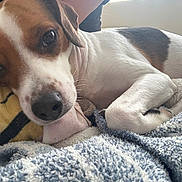 Benji is registered to the contest to win money with this photo: animal, black, blanket, brown, canine, closeup, comfort, cozy, cute, dog, fur, indoor, pet, portrait, relaxation, resting, sleeping, snuggled, soft, white