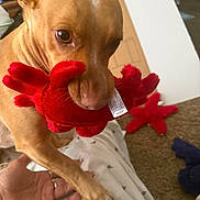 Twinkie joined the competition — help win amazing prizes! dog, toy, plush, red, indoor, carpet, hand, pet, animal, paw, brown_dog, close_up, cute, playing, home, living_room, person, interaction, focus, looking