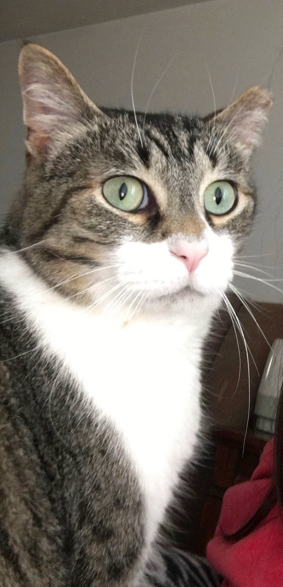 Gemini is registered to the contest to win money with this photo: carnivore, cat, domestic_short_haired_cat, door, felidae, fur, iris, mammal, photography, small_to_medium_sized_cats, snout, whiskers, window