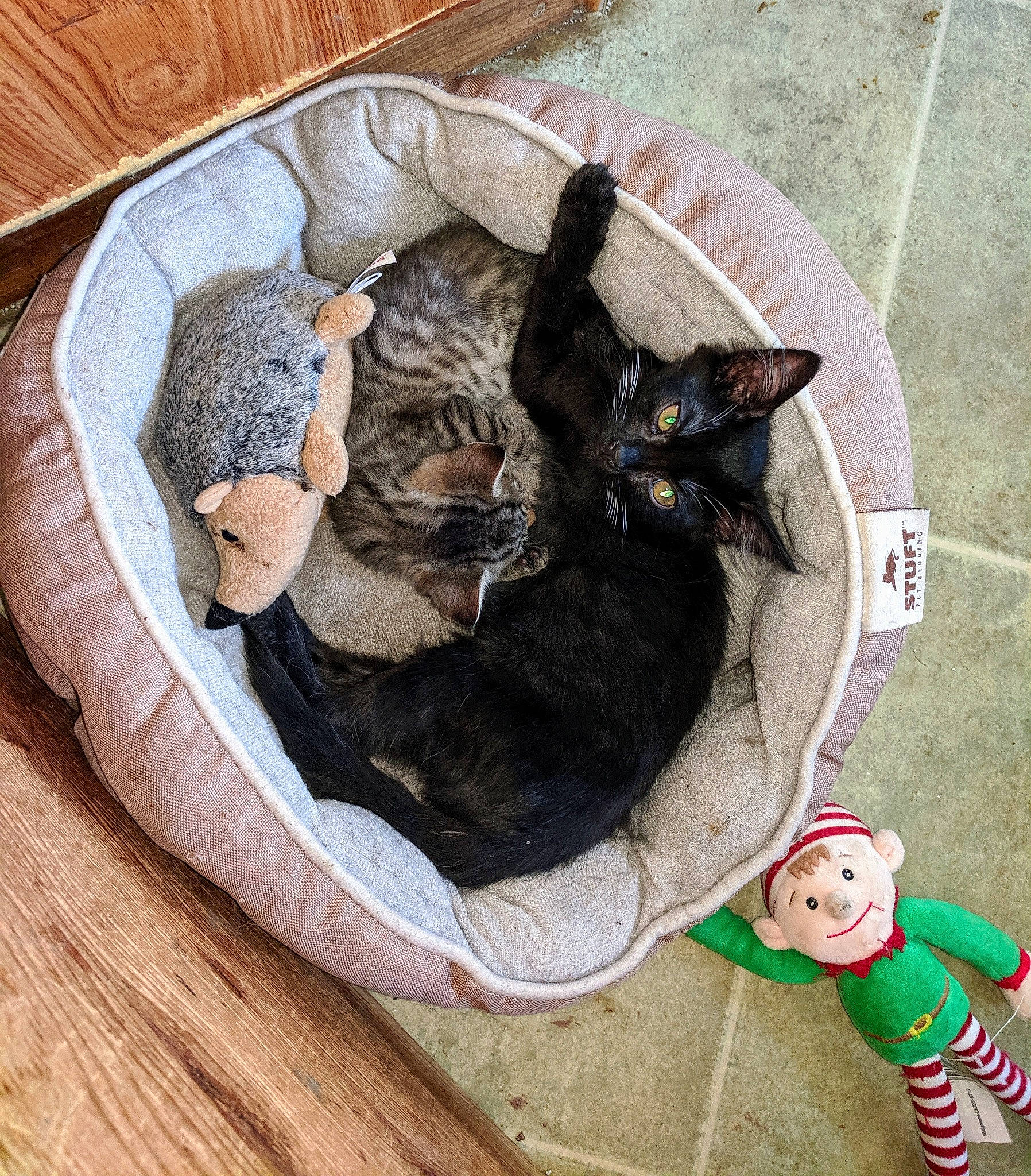 Squeaker is registered to the contest to win money with this photo: bag, black_cat, carnivore, cat, comfort, dog_breed, domestic_short_haired_cat, fashion_accessory, fawn, felidae, flooring, fur, grass, grey, linens, plant, small_to_medium_sized_cats, tail, whiskers, wood