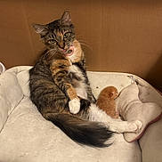 Bean joined the competition — help win amazing prizes! cat, kitten, pet, pet_bed, cardboard_box, indoor, tabby_cat, calico_cat, orange_kitten, fur, paw, tail, whiskers, collar, bed, sleeping, mother_cat, cozy, portrait, close_up