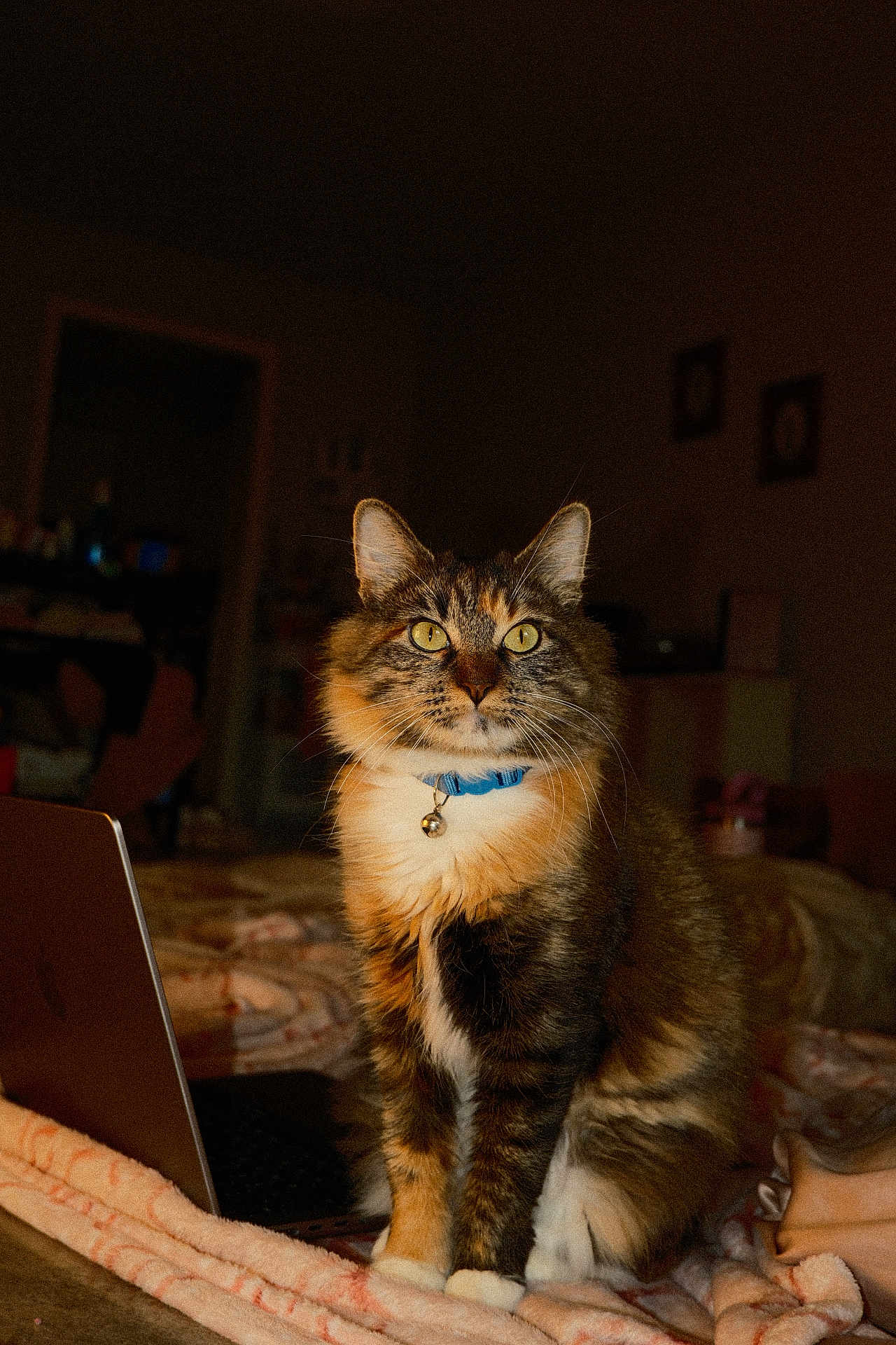 Bean is registered to the contest to win money with this photo: cat, feline, pet, indoor, portrait, collar, bell, laptop, bed, blanket, whiskers, fur, tabby, tortoiseshell, paws, green_eyes, ears, cozy, night, domestic