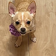 Princess is registered to the contest to win money with this photo: dog, small_dog, tan_dog, big_ears, purple_flower, collar, pet, animal, wooden_floor, curious, looking_up, indoor, companion, cute, canine, domestic_animal, fur, standing, brown, closeup