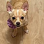 dog, small_dog, tan_dog, big_ears, purple_flower, collar, pet, animal, wooden_floor, curious, looking_up, indoor, companion, cute, canine, domestic_animal, fur, standing, brown, closeup