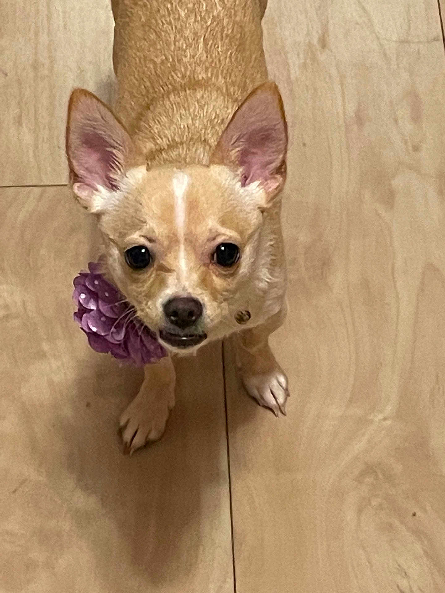 Princess is registered to the contest to win money with this photo: dog, small_dog, tan_dog, big_ears, purple_flower, collar, pet, animal, wooden_floor, curious, looking_up, indoor, companion, cute, canine, domestic_animal, fur, standing, brown, closeup
