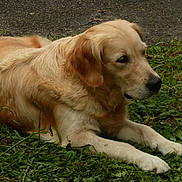 Lumma a rejoint le concours — aidez-le/la à gagner de superbes lots ! dog, golden_retriever, grass, outdoor, canine, pet, animal, nature, laying_down, fur, mammal, side_view, pavement, quiet, resting, domestic_animal, portrait, daylight, greenery, relaxed