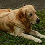 dog, golden_retriever, grass, outdoor, canine, pet, animal, nature, laying_down, fur, mammal, side_view, pavement, quiet, resting, domestic_animal, portrait, daylight, greenery, relaxed