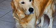 Lumma participe au concours pour gagner de l'argent avec cette photo : dog, golden_retriever, indoor, floor, tile, pet, animal, mammal, fur, canine, standing, domestic_animal, household, companion, looking_away, leg, ear, tail, snout, black_nose