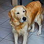 dog, golden_retriever, indoor, floor, tile, pet, animal, mammal, fur, canine, standing, domestic_animal, household, companion, looking_away, leg, ear, tail, snout, black_nose