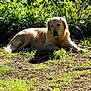 Lumma a rejoint le concours — aidez-le/la à gagner de superbes lots ! dog, golden_retriever, grass, outdoor, sunlight, nature, greenery, plants, pet, animal, relaxing, lying_down, daytime, sunny, fur, canine, peaceful, serene, backyard, summer
